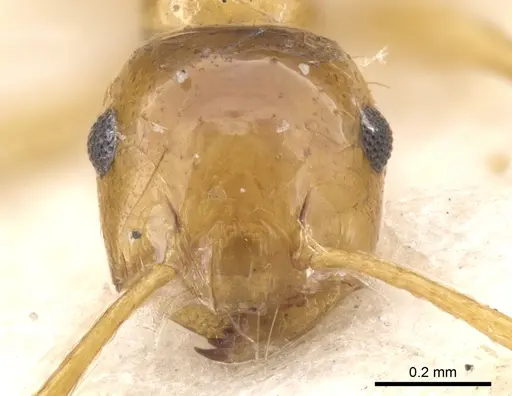 Crematogaster aculeata specimen CASENT0902115 image casent0902115_2