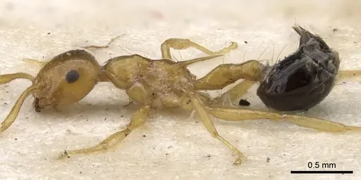 Crematogaster aculeata specimen CASENT0902115 image casent0902115_3