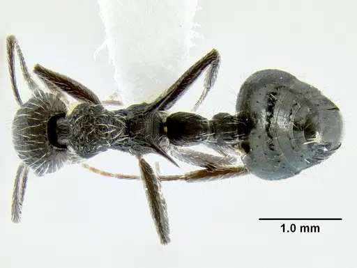 Crematogaster acuta specimen CASENT0106245 image casent0106245_1