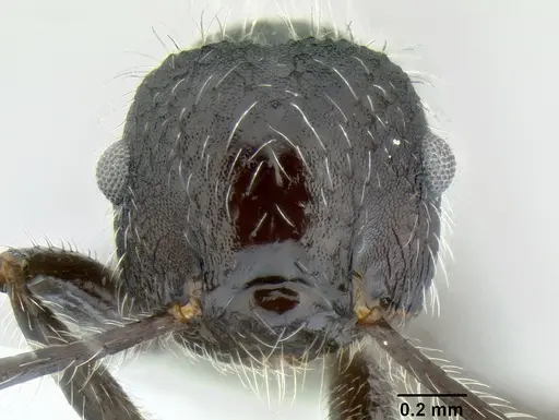 Crematogaster acuta specimen CASENT0106245 image casent0106245_2