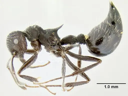Crematogaster acuta specimen CASENT0106245 image casent0106245_3