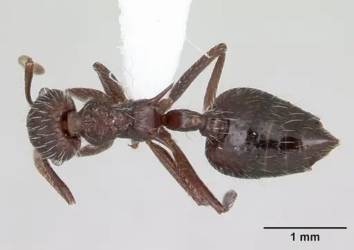 Crematogaster acuta specimen CASENT0173927 image casent0173927_1
