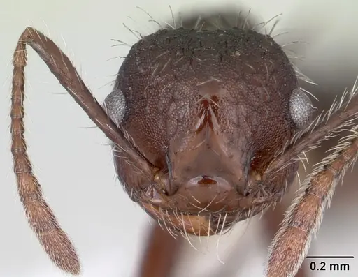 Crematogaster acuta specimen CASENT0173927 image casent0173927_2