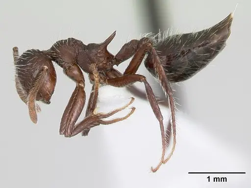 Crematogaster acuta specimen CASENT0173927 image casent0173927_3