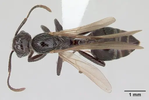 Crematogaster acuta specimen CASENT0173928 image casent0173928_1