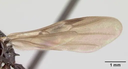 Crematogaster acuta specimen CASENT0173928 image casent0173928_4
