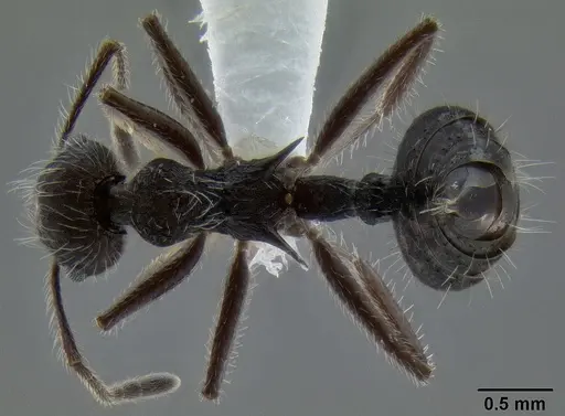 Crematogaster acuta specimen CASENT0193650 image casent0193650_1