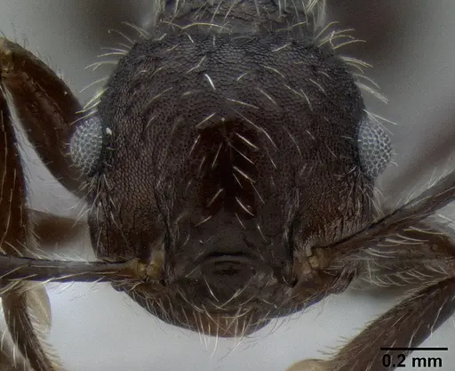 Crematogaster acuta specimen CASENT0193650 image casent0193650_2