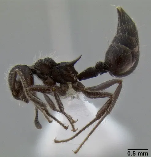 Crematogaster acuta specimen CASENT0193650 image casent0193650_3