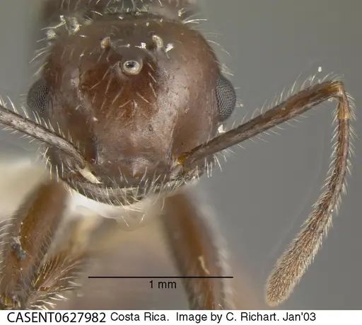 Crematogaster acuta specimen CASENT0627982 image casent0627982_1