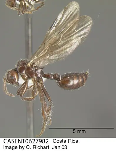 Crematogaster acuta specimen CASENT0627982 image casent0627982_2