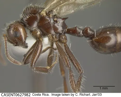 Crematogaster acuta specimen CASENT0627982 image casent0627982_3