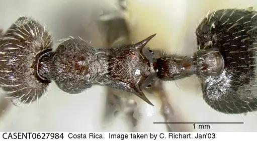 Crematogaster acuta specimen CASENT0627984 image casent0627984_1