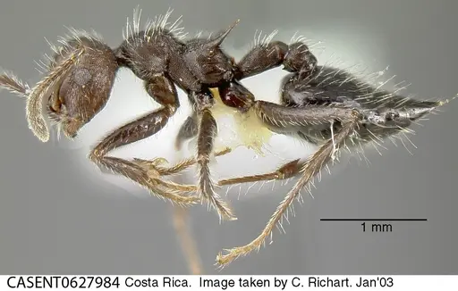 Crematogaster acuta specimen CASENT0627984 image casent0627984_3