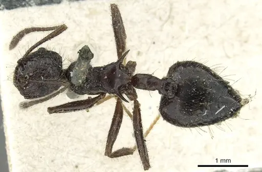 Crematogaster acuta specimen CASENT0902145 image casent0902145_1