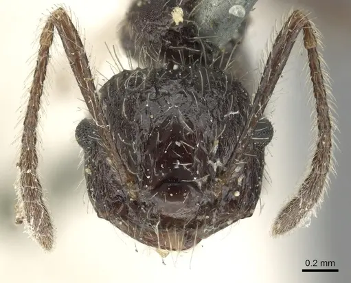 Crematogaster acuta specimen CASENT0902145 image casent0902145_2