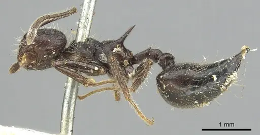 Crematogaster acuta specimen CASENT0902145 image casent0902145_3