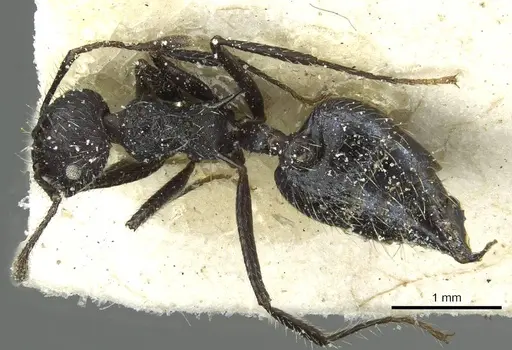 Crematogaster acuta specimen CASENT0912733 image casent0912733_1