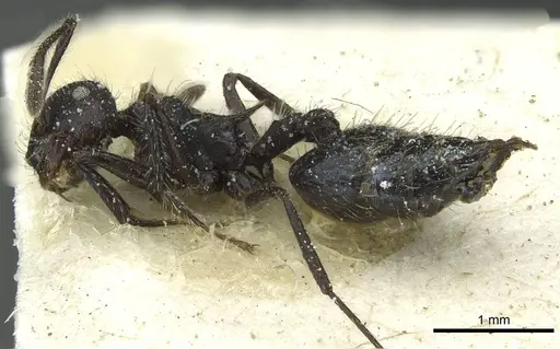 Crematogaster acuta specimen CASENT0912733 image casent0912733_3