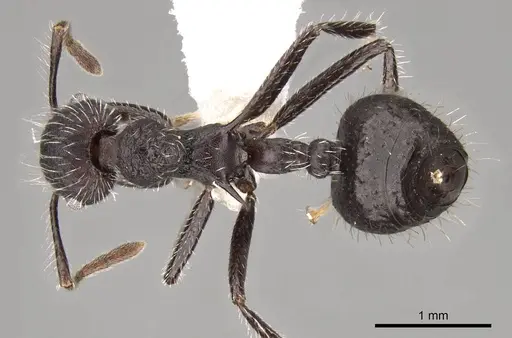 Crematogaster acuta specimen CASENT0914547 image casent0914547_1