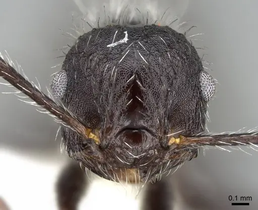 Crematogaster acuta specimen CASENT0914547 image casent0914547_2
