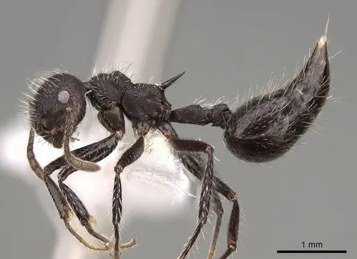 Crematogaster acuta specimen CASENT0914547 image casent0914547_3