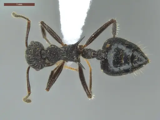 Crematogaster acuta specimen ECOFOG-GRS21-0162-03 image ecofog-grs21-0162-03_1