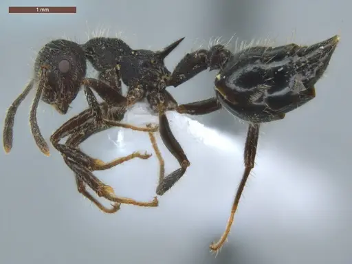 Crematogaster acuta specimen ECOFOG-GRS21-0162-03 image ecofog-grs21-0162-03_3