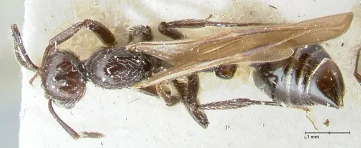 Crematogaster acuta specimen FOCOL1640-1 image focol1640-1_1