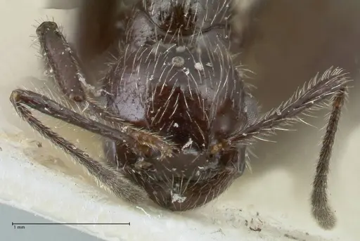 Crematogaster acuta specimen FOCOL1640-1 image focol1640-1_2