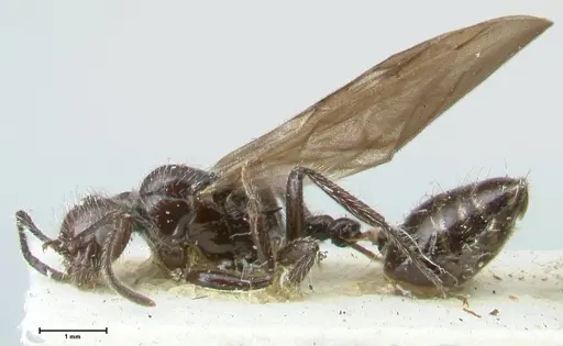 Crematogaster acuta specimen FOCOL1640-1 image focol1640-1_3