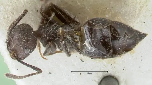 Crematogaster acuta specimen FOCOL1640-2 image focol1640-2_1
