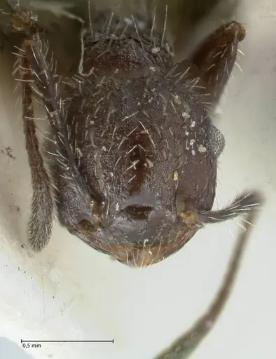 Crematogaster acuta specimen FOCOL1640-2 image focol1640-2_2