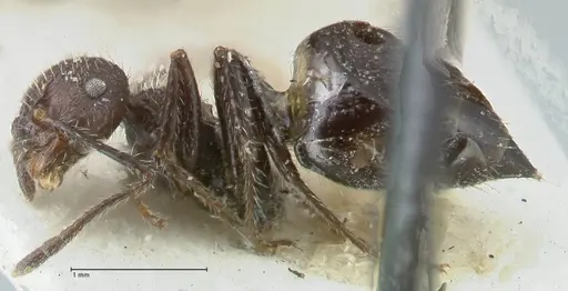 Crematogaster acuta specimen FOCOL1640-2 image focol1640-2_3