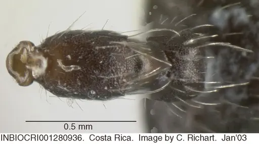 Crematogaster acuta specimen INBIOCRI001280936 image inbiocri001280936_1