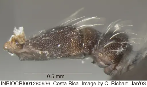 Crematogaster acuta specimen INBIOCRI001280936 image inbiocri001280936_2