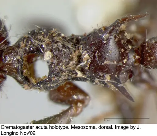 Crematogaster acuta specimen JTL669608 image jtl669608_1
