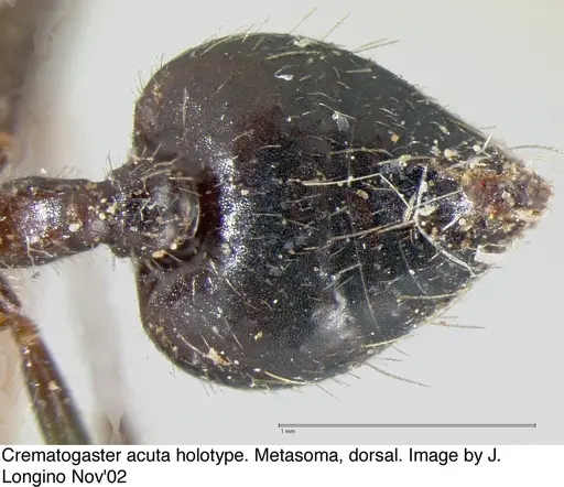 Crematogaster acuta specimen JTL669608 image jtl669608_2
