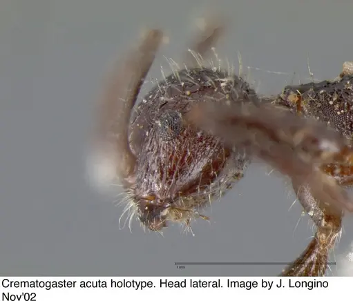 Crematogaster acuta specimen JTL669608 image jtl669608_3
