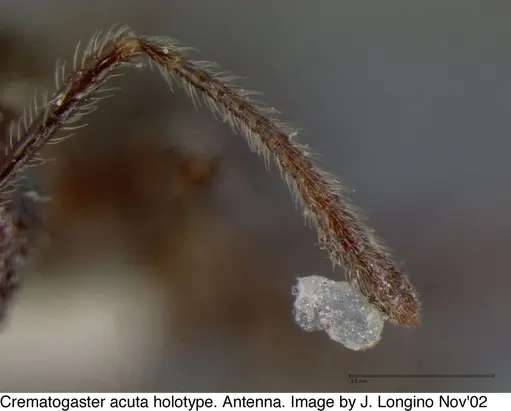 Crematogaster acuta specimen JTL669608 image jtl669608_4