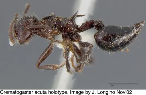 Crematogaster acuta specimen JTL669608 image jtl669608_5
