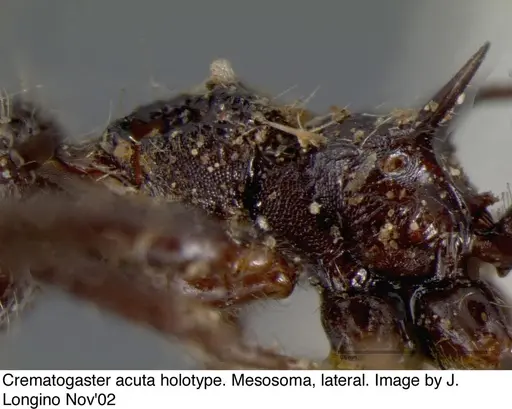 Crematogaster acuta specimen JTL669608 image jtl669608_6