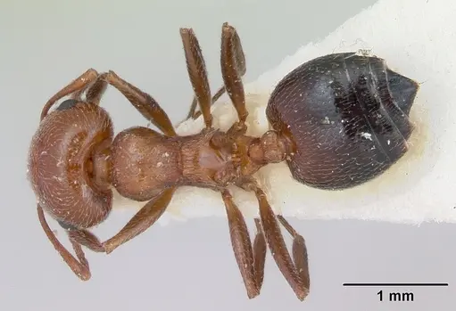 Crematogaster aegyptiaca specimen CASENT0172823 image casent0172823_1