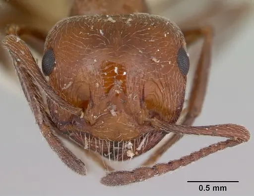 Crematogaster aegyptiaca specimen CASENT0172823 image casent0172823_2