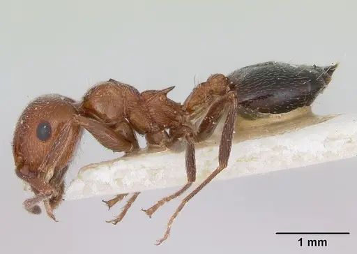 Crematogaster aegyptiaca specimen CASENT0172823 image casent0172823_3