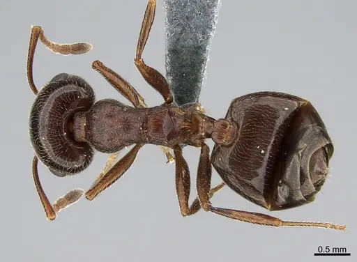 Crematogaster aegyptiaca specimen CASENT0264800 image casent0264800_1