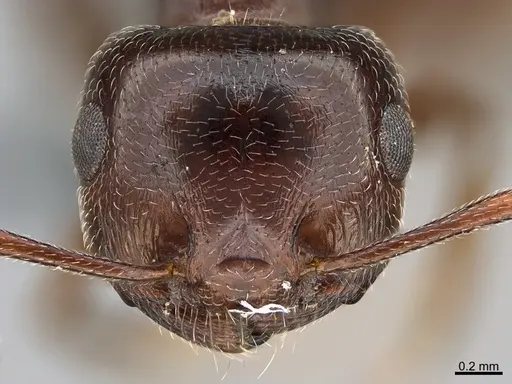Crematogaster aegyptiaca specimen CASENT0264800 image casent0264800_2