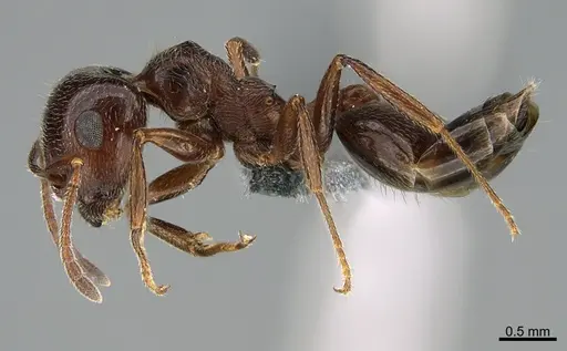 Crematogaster aegyptiaca specimen CASENT0264800 image casent0264800_3
