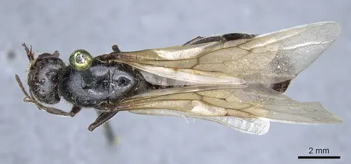 Crematogaster aegyptiaca specimen CASENT0905760 image casent0905760_1