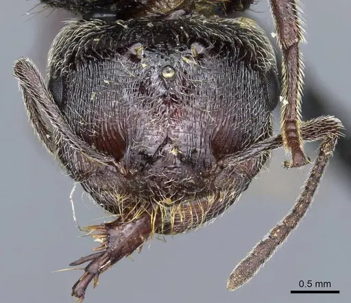 Crematogaster aegyptiaca specimen CASENT0905760 image casent0905760_2